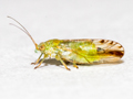 Arytaina genistae